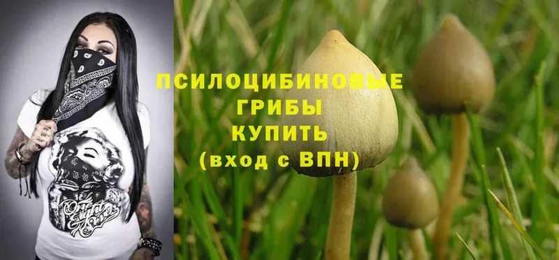 блэк спрут маркетплейс  Бахчисарай  Псилоцибиновые грибы Magic Shrooms 